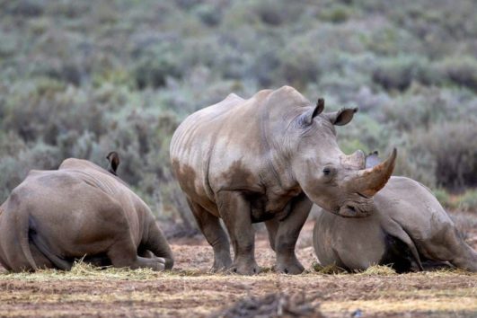 The Wildlife Safari Tour - Cape Town Morning Full Day ...